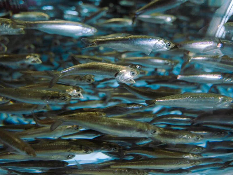 高氨氮废水“速降”指南 物化+生化组合拳,从几千mg/L到0.15mg/L全路径 临夏州养殖厂余氯水质检测仪