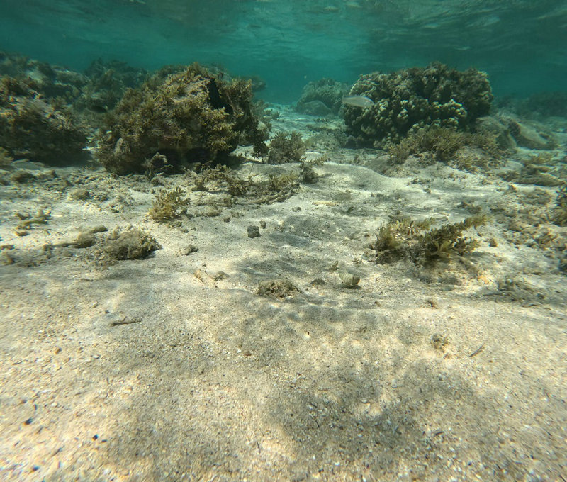 水产养殖水质“六件套” 15 min快检手册 便携式水产六参数测定