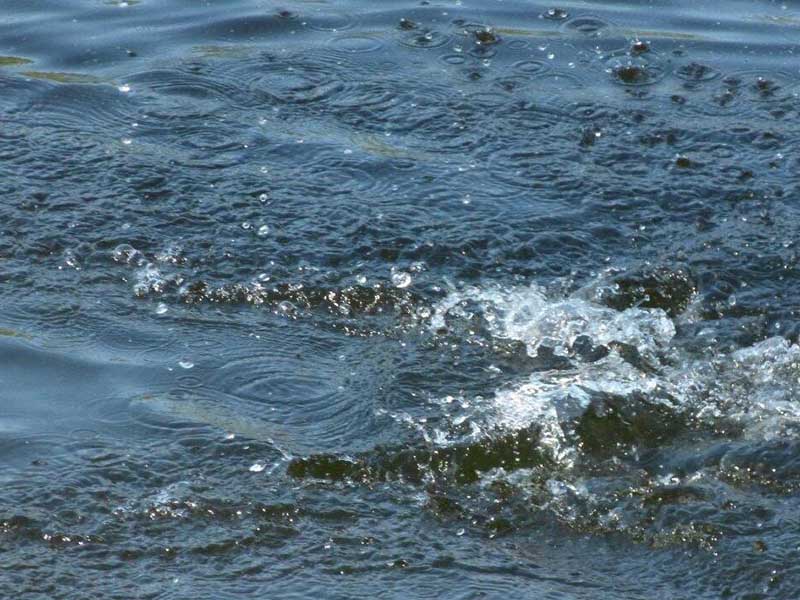 水质“电子舌头” 测什么、怎么测、多准才算合格？