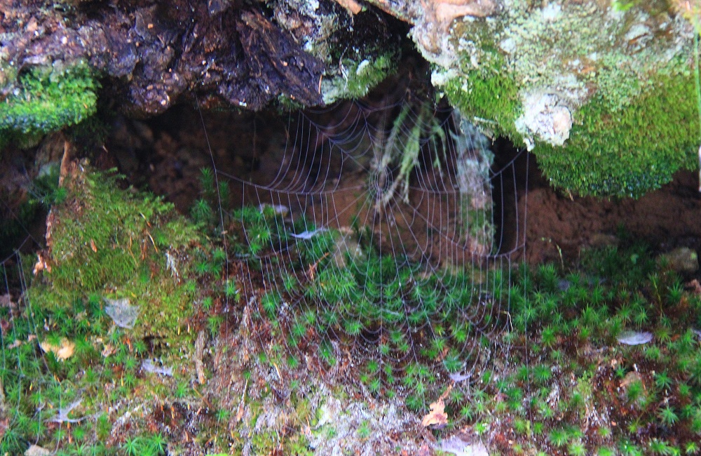 水质氨氮快检「黄棕法」15分钟速通卡 水质氨氮快检「黄棕法」15分钟速通卡